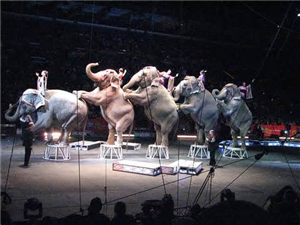Elephants 
