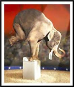 Elephant 