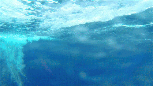 Dolphin Jump
