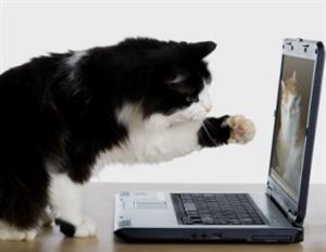 computer cat 