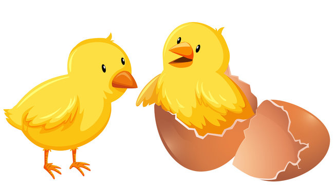  chicks
