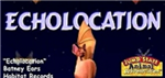 Echolocation 