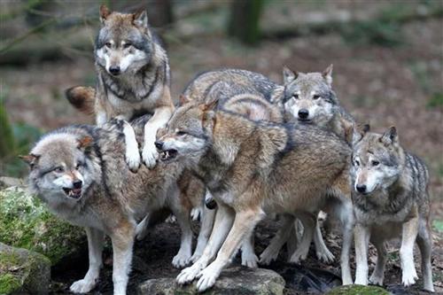 Wolfpack! 