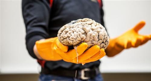 Get to know your brain! 
