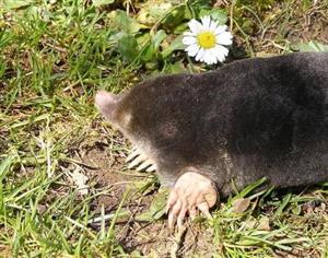 mole2 