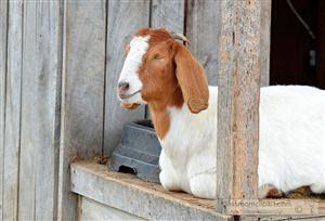 Goat 