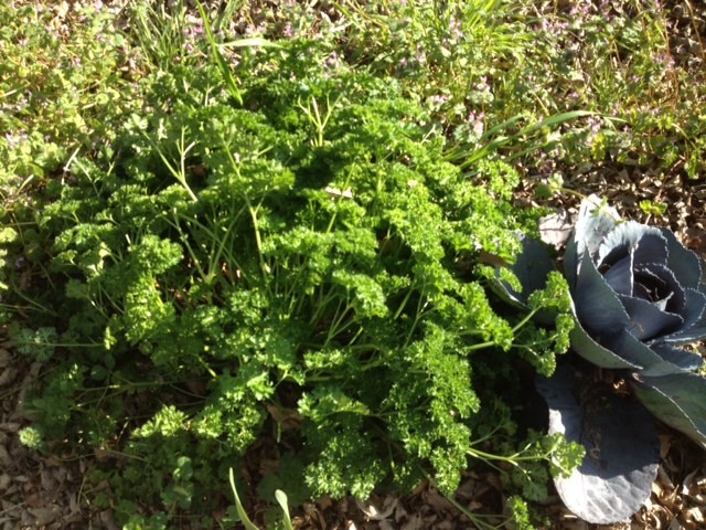 That cabbage is a pretty good size but it is dwarfed by our parsley! 