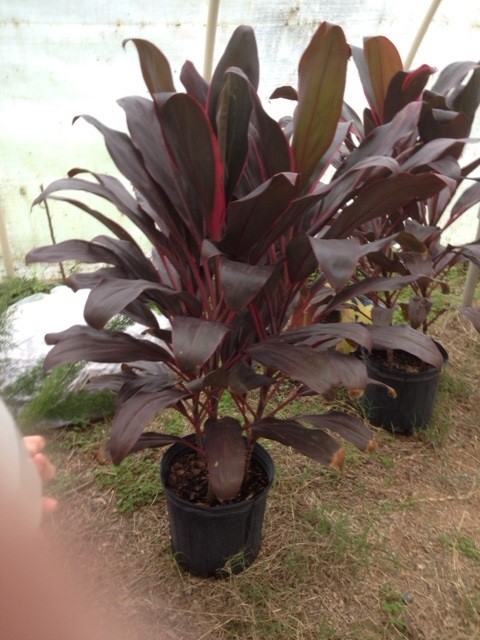 Here are some of the beautiful plants donated by the PTO….waiting in the green house to be planted outdoors soon! 