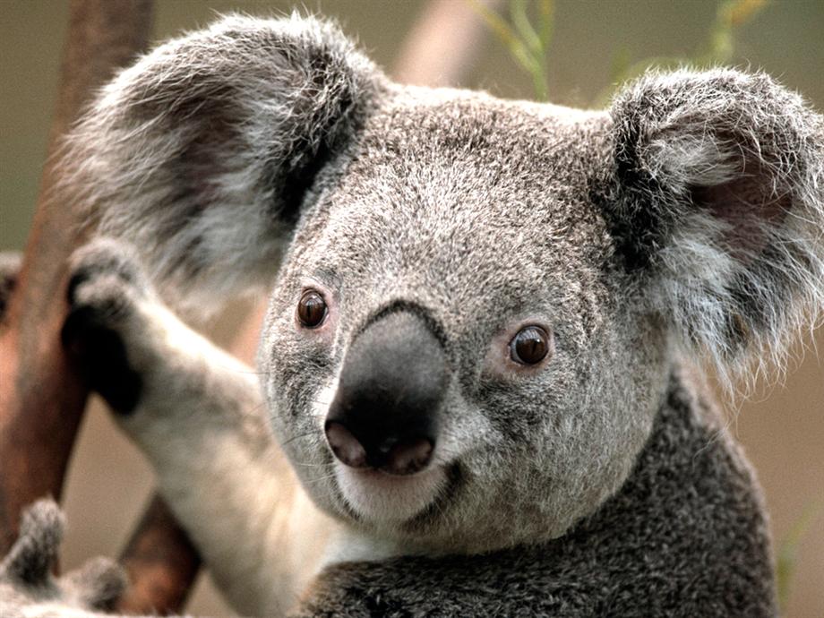 Koala 