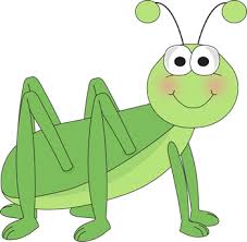 Grasshopper 