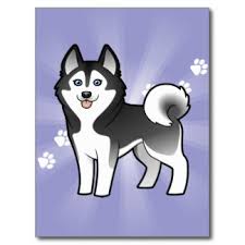 Husky dog 