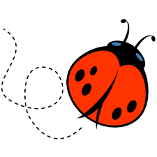 Ladybug 