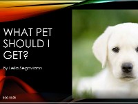  What Pet Should I Get?