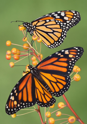 butterflies 