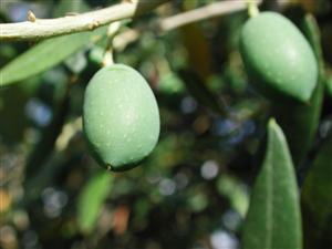 olives 