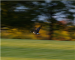 fly 