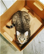 Hammyinthebox 