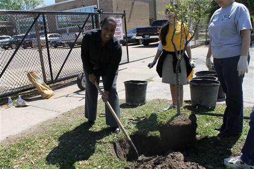 Mrs. Yates, planting a tree.