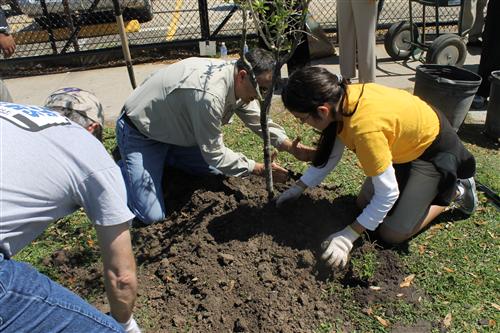 A sixth grader holds a sapling as it's being planted.