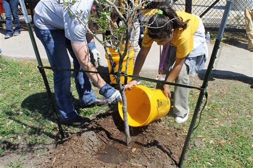 A sixth graders is helped with a pail and he waters his tree.