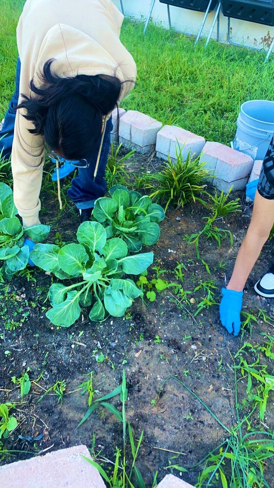 Sharpstown Horticulture