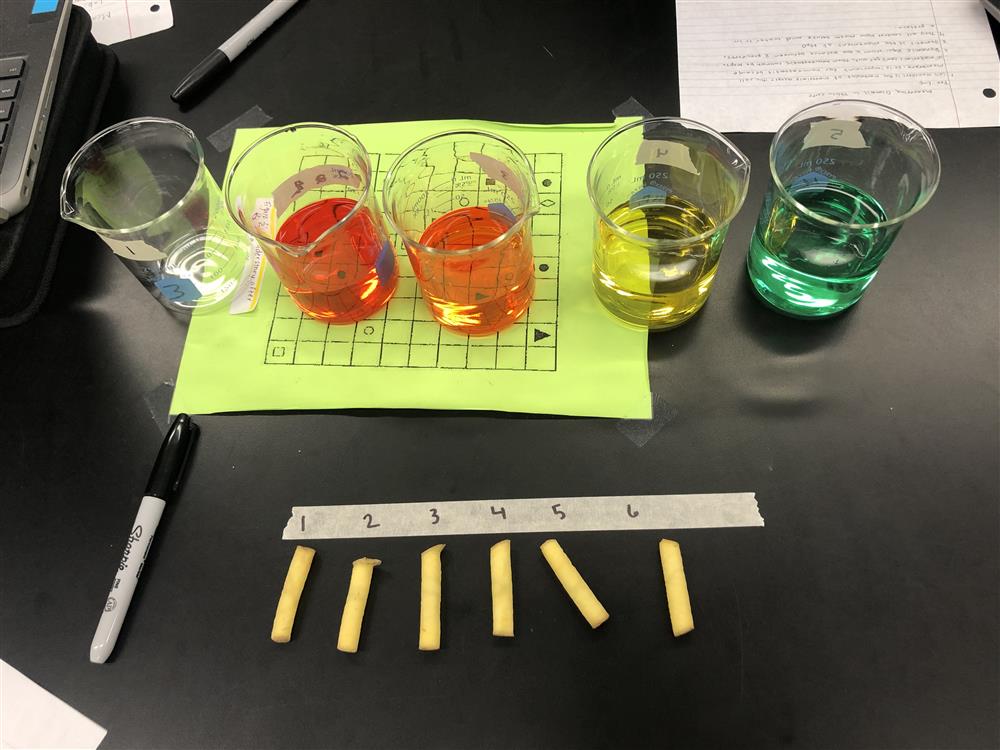 Osmosis Potato Lab